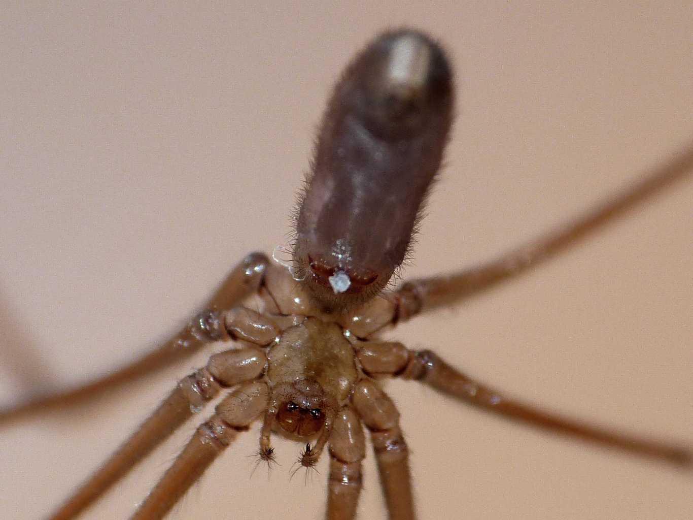 Coppia di Pholcus phalangioides - Santa Teresa Gallura (OT)